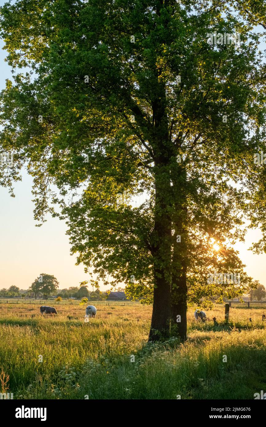 Kühe auf der Weide bei Sonnenaufgang im Herbstlicht Stockfoto