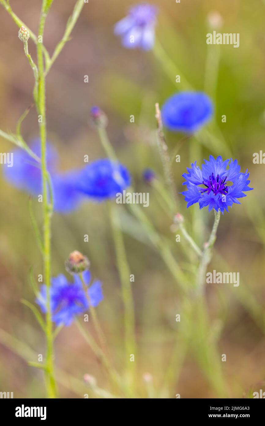 Blaubottle, Boutonniere Flower, Hurtsickle, Cyani Flower, blue cornflower, Centaurea cyanus, allein stehend unter dem grünen Gras Stockfoto