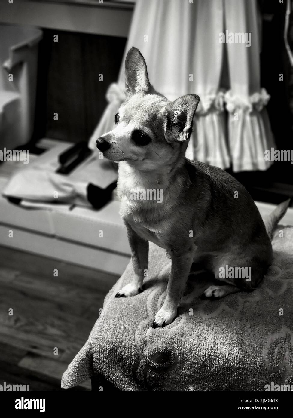 Hirschkopf Chihuahua auf einem Stuhl sitzend (Schwarz und Weiß) Stockfoto