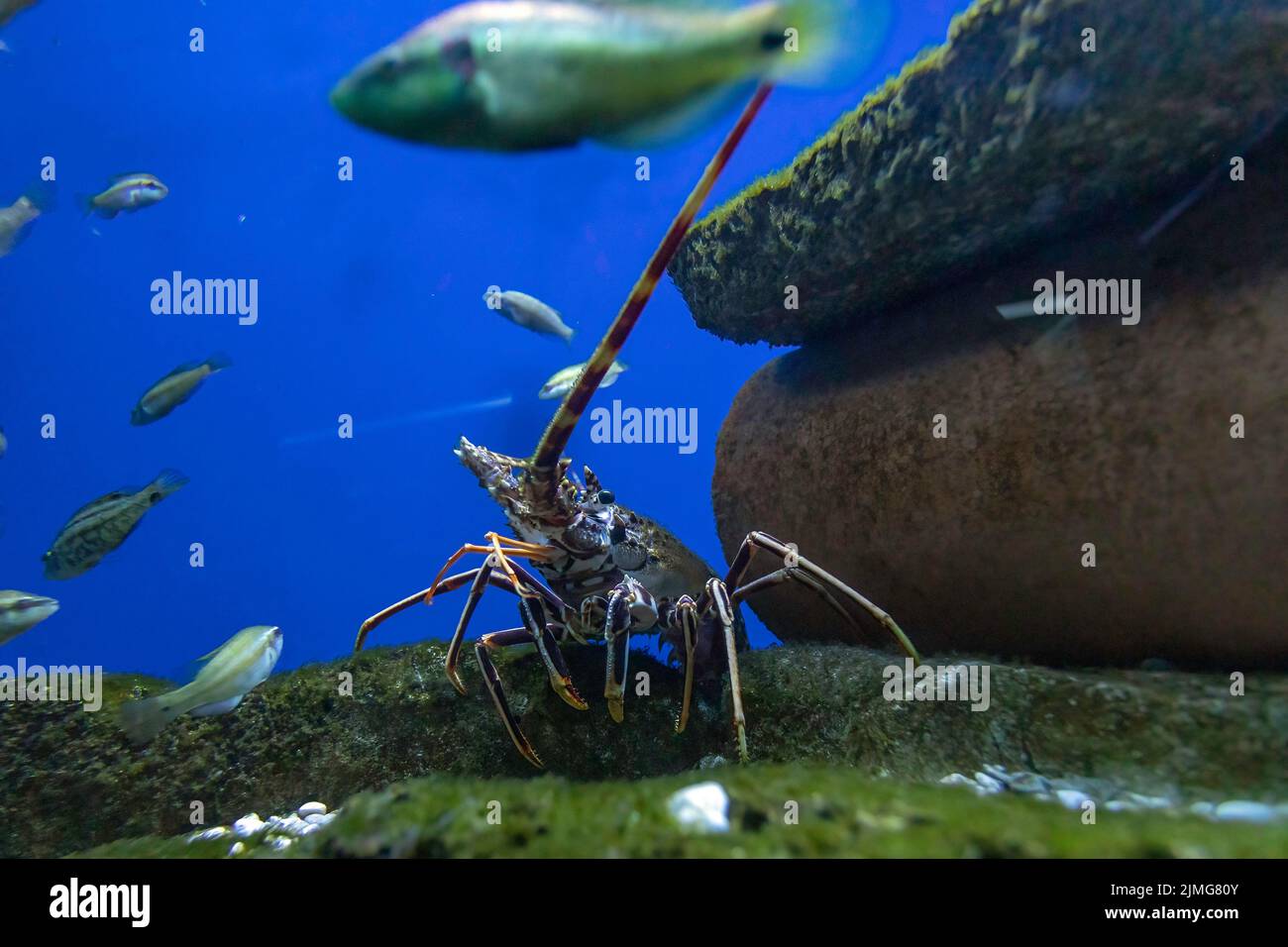 Krabben unter Meerwasser Stockfoto