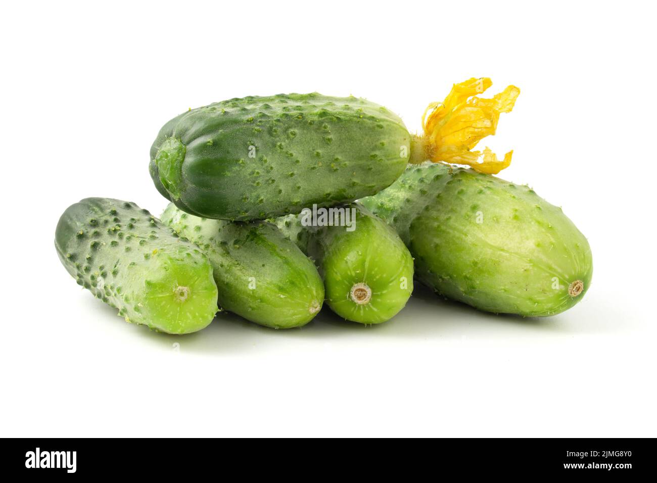 Frische kleine Gurken isoliert auf weißem Hintergrund. Gerade wurden Gurken mit Blumen gesammelt. Stockfoto