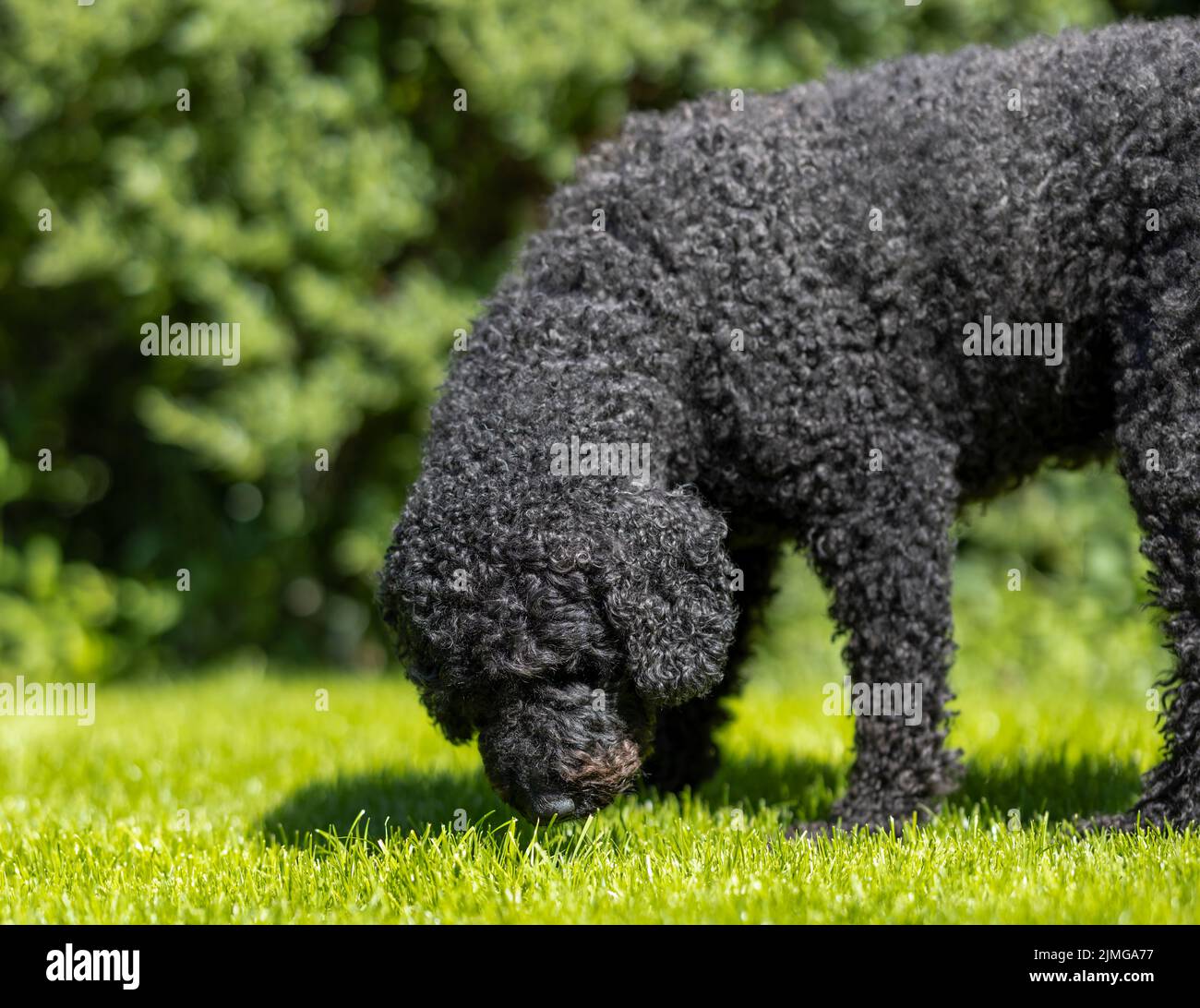 Ein wunderschöner schwarzer Labradoodle-Hund mit lockigem Haar, der ein Stück üppiges grünes Gras schnüffelt Stockfoto