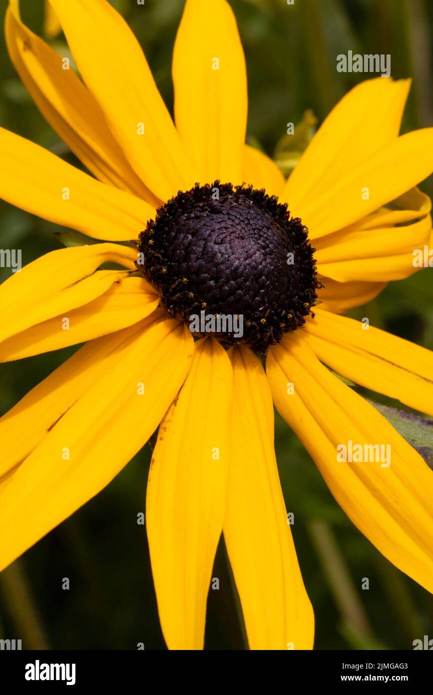 Eine schöne leuchtend gelbe Rudbeckia Blume Stockfoto