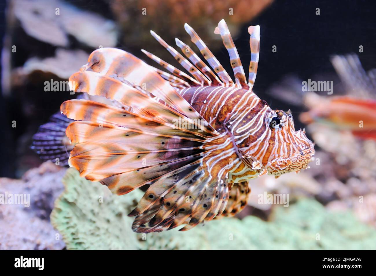 Fische und Korallen im Roten Meer Stockfoto