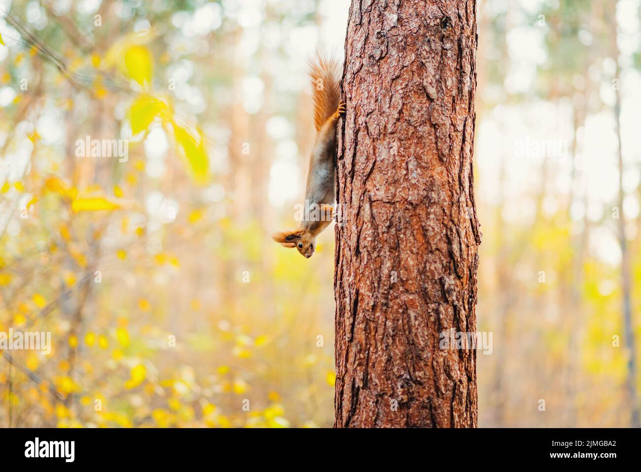 Eichhörnchen mit einem großen flauschigen Schwanz senkt den Baumstamm mit dem Kopf nach unten Stockfoto