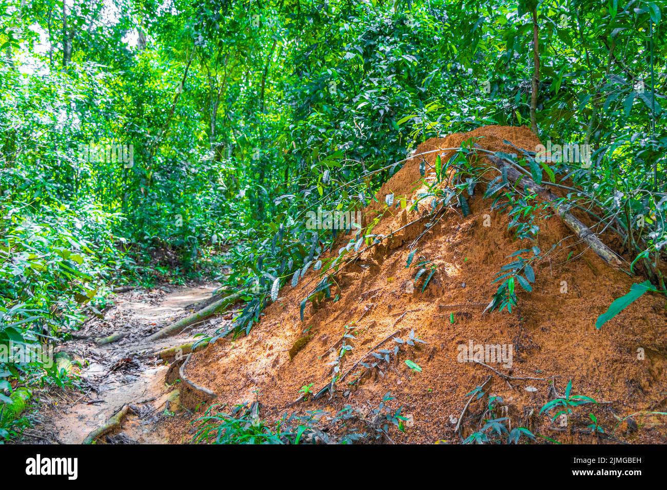 Ameisen- und Termitenhügel Dschungel Wald Ilha Grande Brasilien. Stockfoto