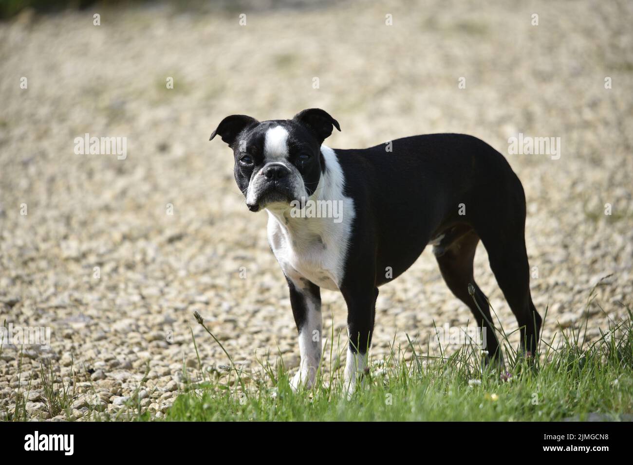 Dies ist ein sehr fotogener Boston Terrier, fantastische Hunde mit immensen Charakteren, Mini Boxer auf Geschwindigkeit ist die Art, sie zu beschreiben.. Macht mich zum Lachen Stockfoto