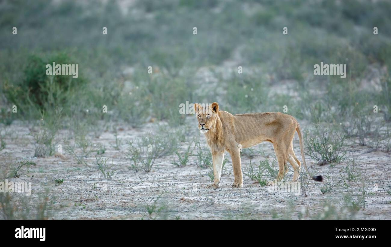 Junger afrikanischer Löwe, abgemagert im Kgalagadi Transfrontier Park, Südafrika; specie panthera leo Familie von felidae Stockfoto