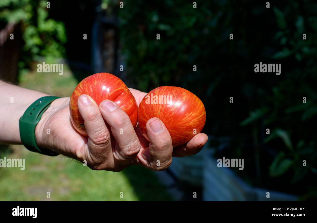 Frisch geerntete Tomaten in den Händen der Bauern Stockfoto