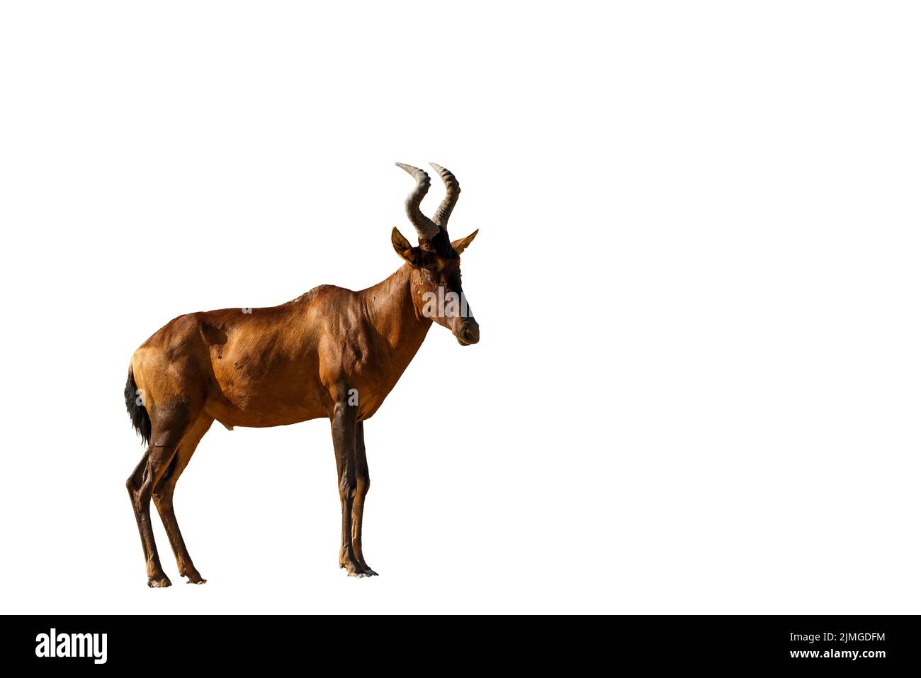 Hartebeest, isoliert auf weißem Hintergrund, Südafrika; Art Alcelaphus buselaphus Familie der Bovidae Stockfoto