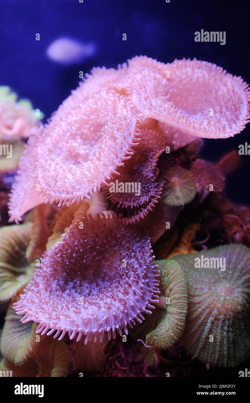 Fische und Korallen im Roten Meer Stockfoto