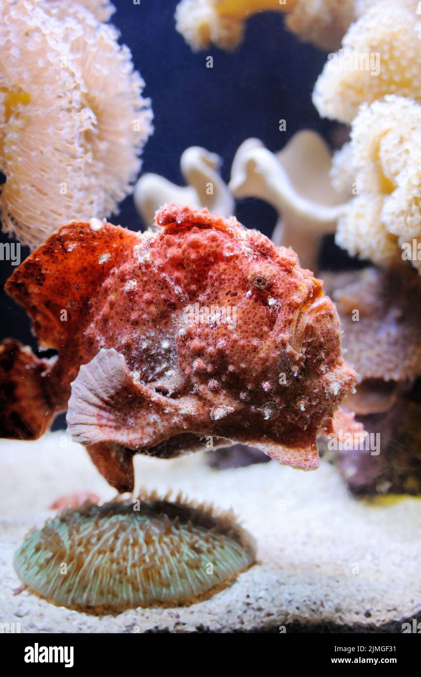 Fische und Korallen im Roten Meer Stockfoto