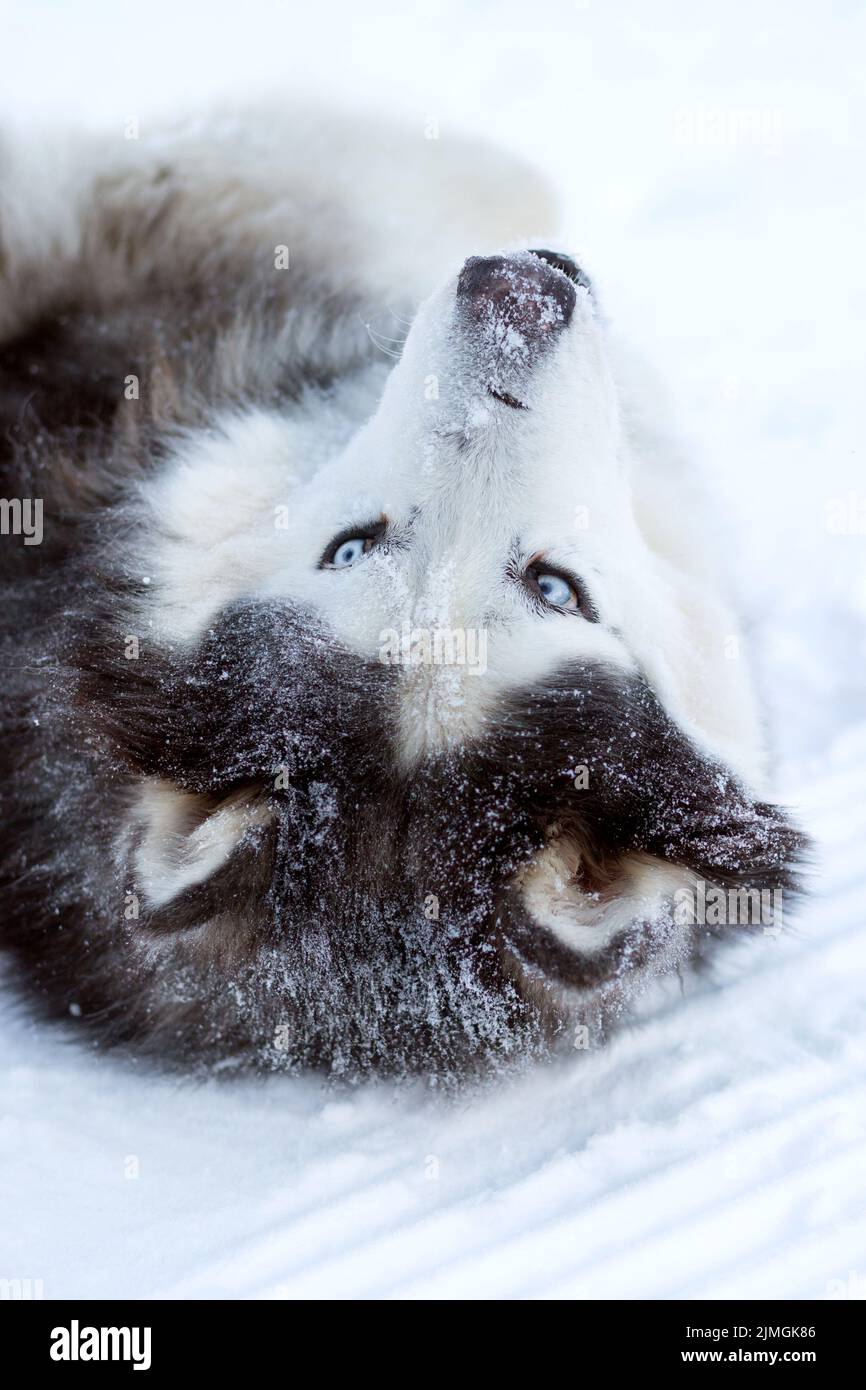 Der Alaskan Malamute Hund liegt im Winter im Schnee Stockfoto