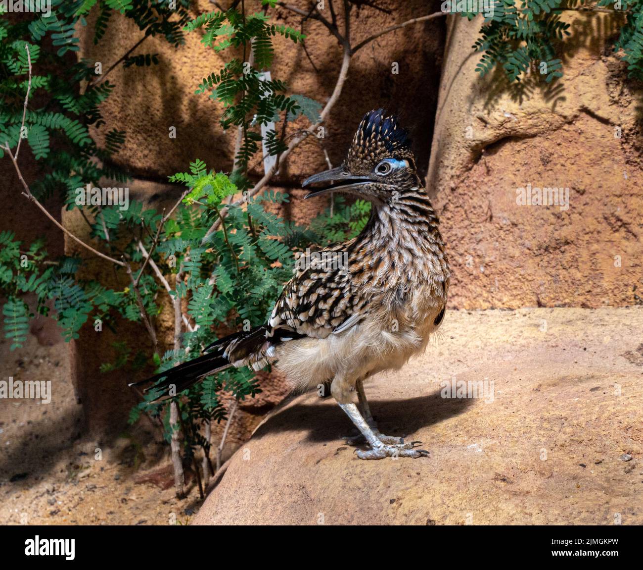 Der größere Rennläufer (Geococcyx calofornianus) ist ein langbeiniger Vogel in der Kuckuckfamilie Stockfoto