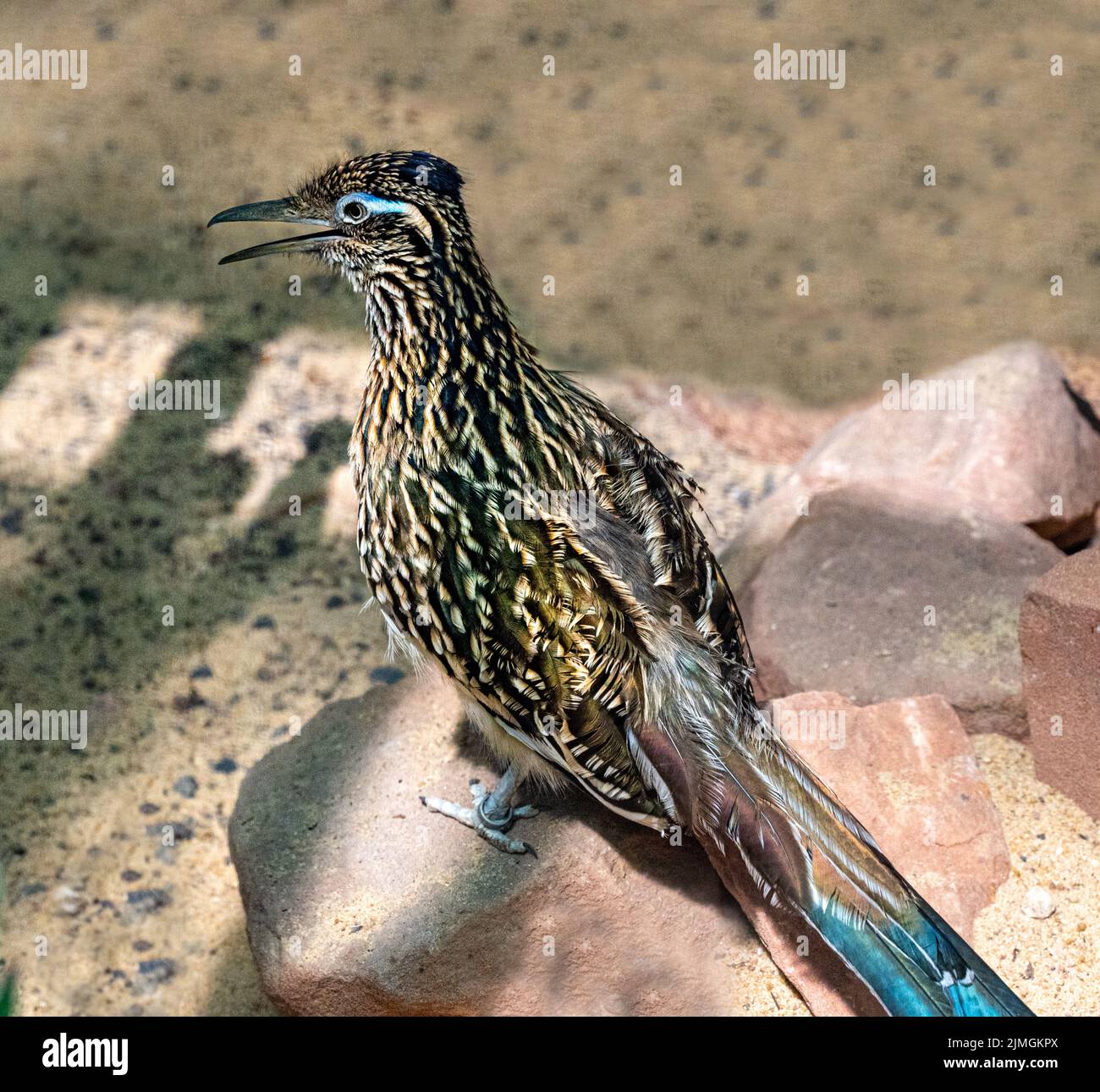 Der größere Rennläufer (Geococcyx calofornianus) ist ein langbeiniger Vogel in der Kuckuckfamilie Stockfoto