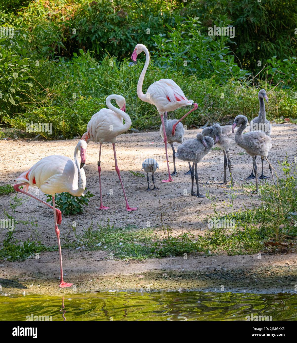 Familie der großen Flamingos (Phoenicopterus roseus) mit jungen Küken, vier Wochen alt. Stockfoto