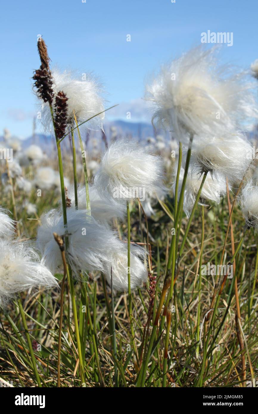 Eriophorum callitrix, allgemein bekannt als arktische Baumwolle, arktisches Baumwollgras, Suputi oder pualunnguat in Inuktitut, ist eine mehrjährige arktische Pflanze in der Familie der Sedge, Cyperaceae. Sie ist eine der am weitesten verbreiteten Blütenpflanzen in der nördlichen Hemisphäre und in den Tundra-Regionen Stockfoto