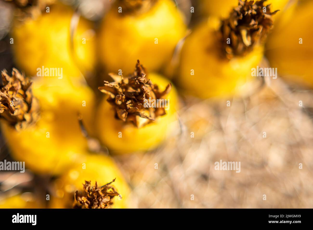 Eine blühende Pflanze in Tucson, Arizona Stockfoto