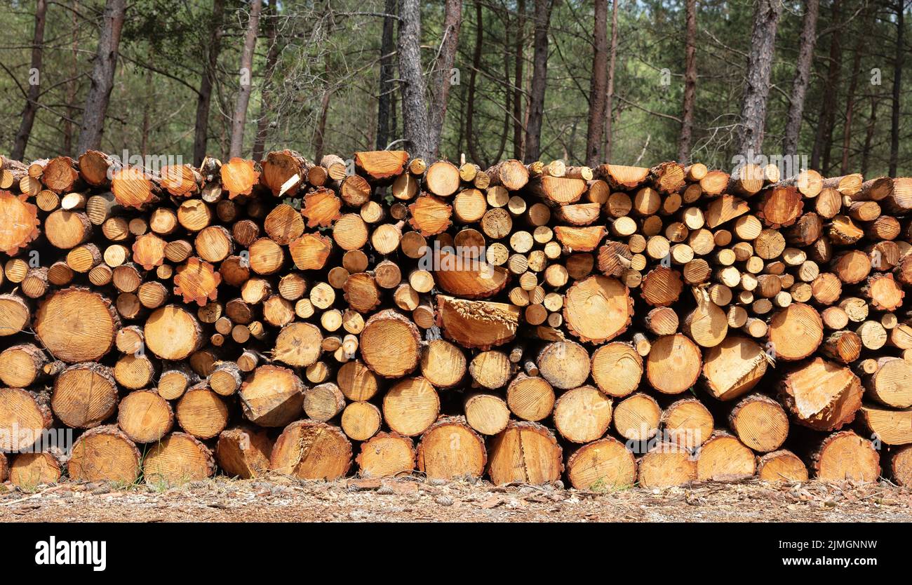 Holz Protokolle Haufen, Holz Winter Lager Hintergrundstruktur. Lagerung von Brennholz im Wald. Runde Baumstämme, geschnitten und im Sägewerk gestapelt Stockfoto
