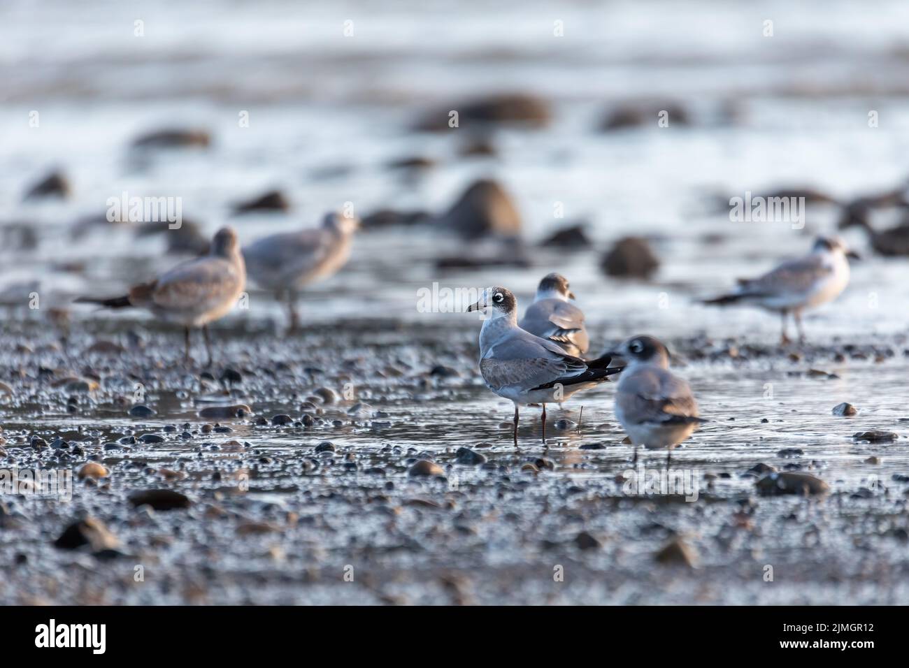 Tarcoles Strand mit Wasservögeln Franklins Möwe, Costa Rica Stockfoto