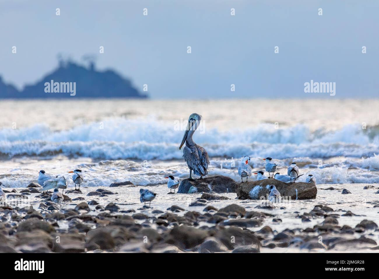 Tarcoles Strand mit Wasservögeln, Costa Rica Stockfoto