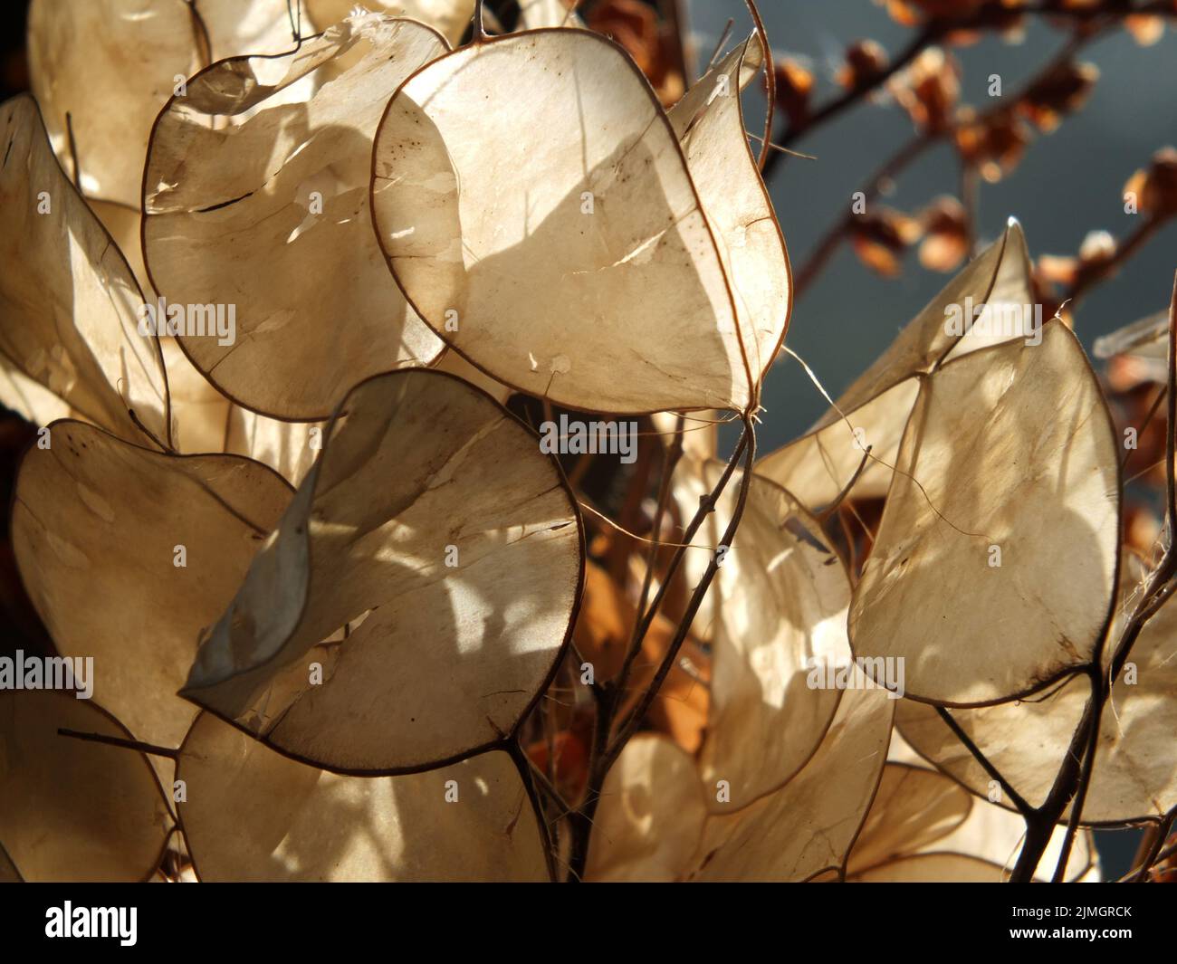 Nahaufnahme von Honesty-Samenschoten in hellem Herbstsonnenlicht Stockfoto