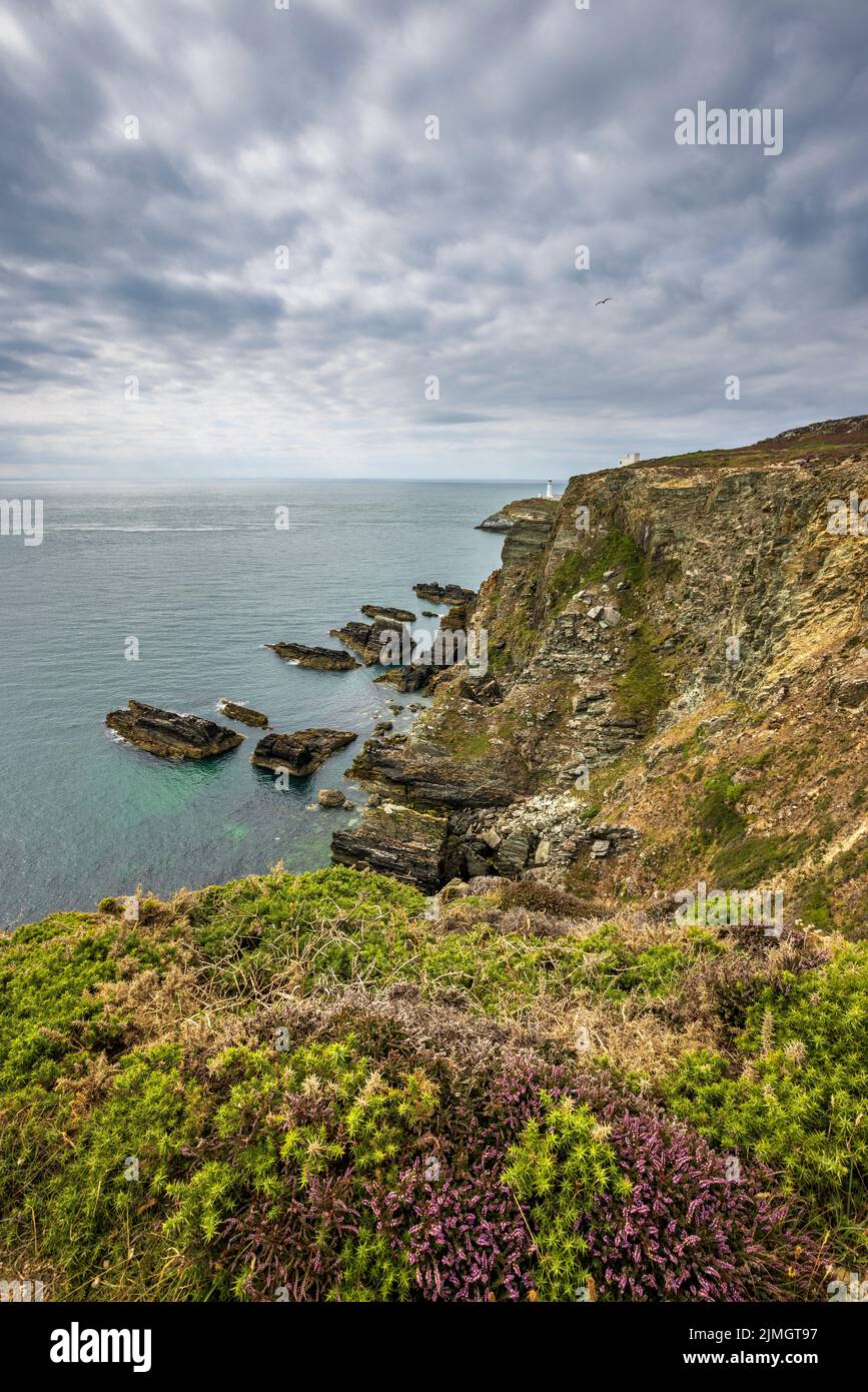 The South Stack Cliffs mit dem Leuchtturm und Elin’s Tower im Hintergrund, Holy Island, Anglesey, Nordwales Stockfoto