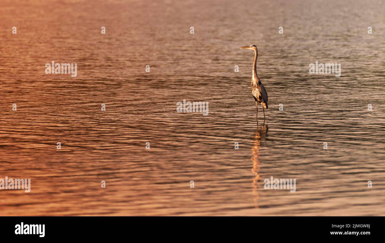 Ein herron blickt auf die untergehende Sonne in Daphne, Alabama. Das Bild hat Platz zum Kopieren auf der linken Seite des Bildes. Stockfoto