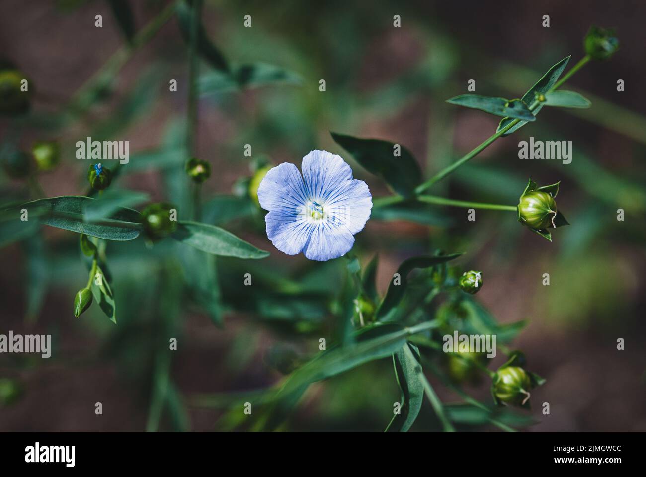 Leinsamen-Flachs-Pflanze blüht, Fiber Flax oder Omega Flax wächst (Linum usitatissimum) Stockfoto