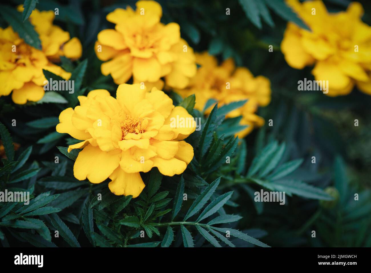 Gelbe Ringelblumen im Garten, Nahaufnahme Stockfoto