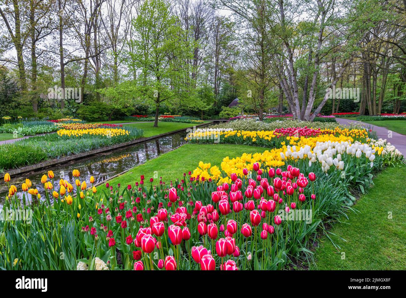 Tulpenblütenbirnenfeld im Garten, Frühling in Lisse bei Amsterdam Niederlande Stockfoto