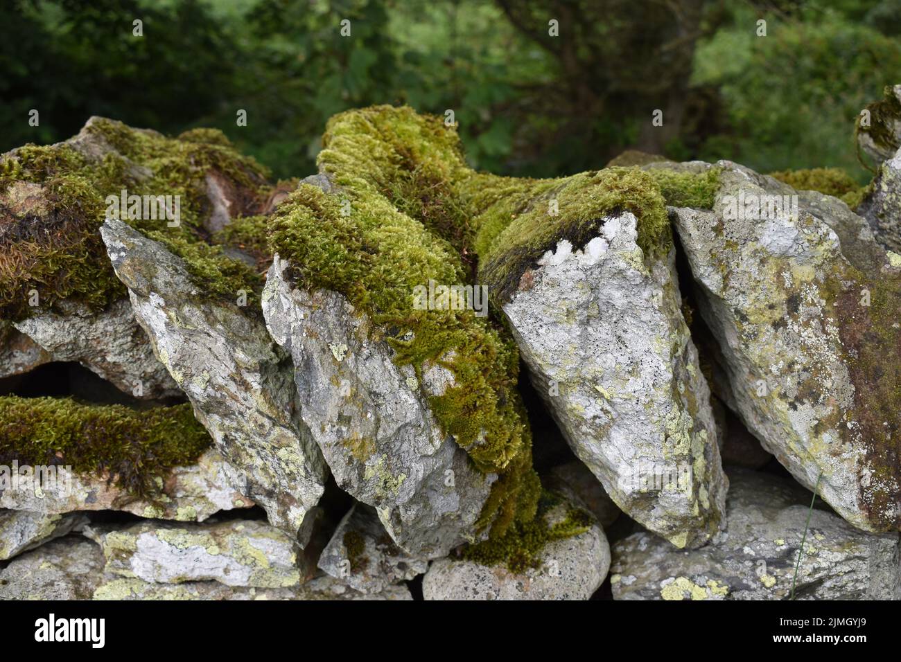 Moos wächst auf einer Trockensteinmauer im Lake District. Stockfoto