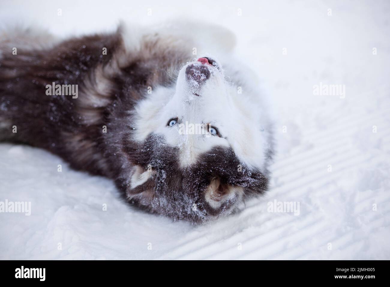 Der Alaskan Malamute Hund liegt im Winter im Schnee Stockfoto