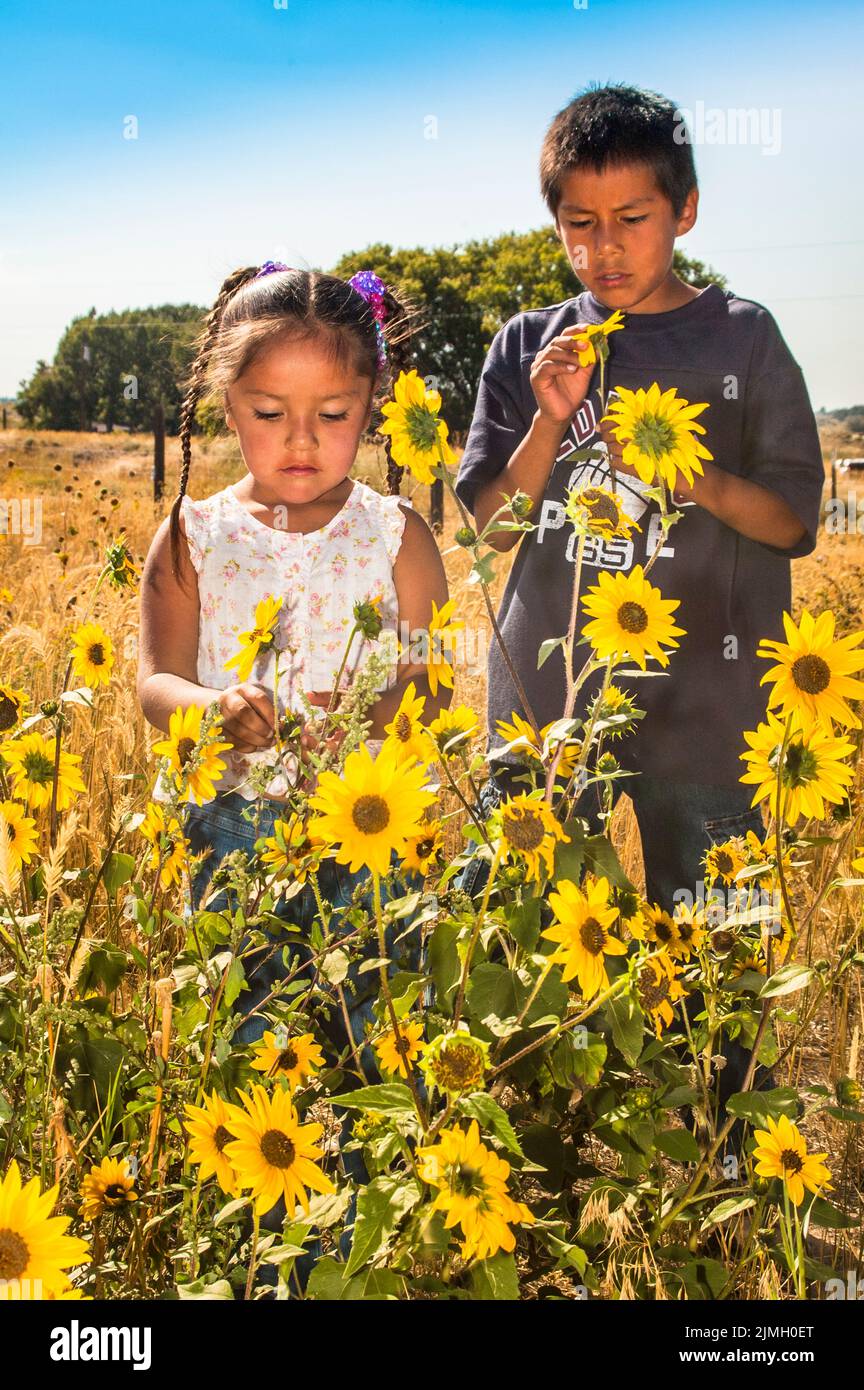Zwei Kinder, Bruder und Schwester, pflücken gemeinsam im Indianerreservat Fort Hall in Idaho wilde Sonnenblumen Stockfoto