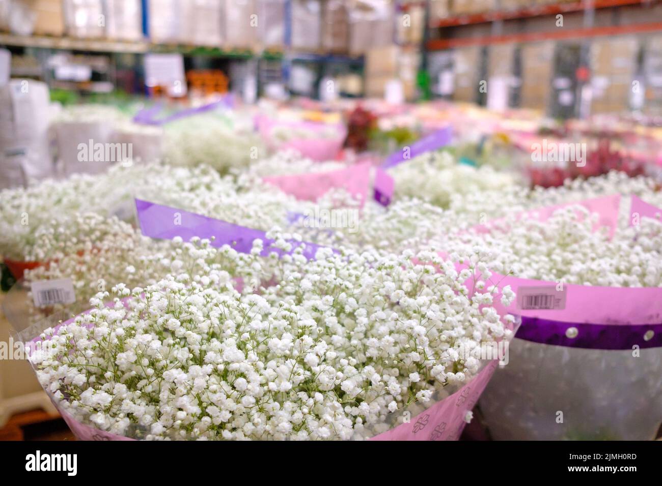 Selektiver Fokus auf weiße Gypsophila-Blüten in einem Großhandels-Blumengeschäft. Stockfoto
