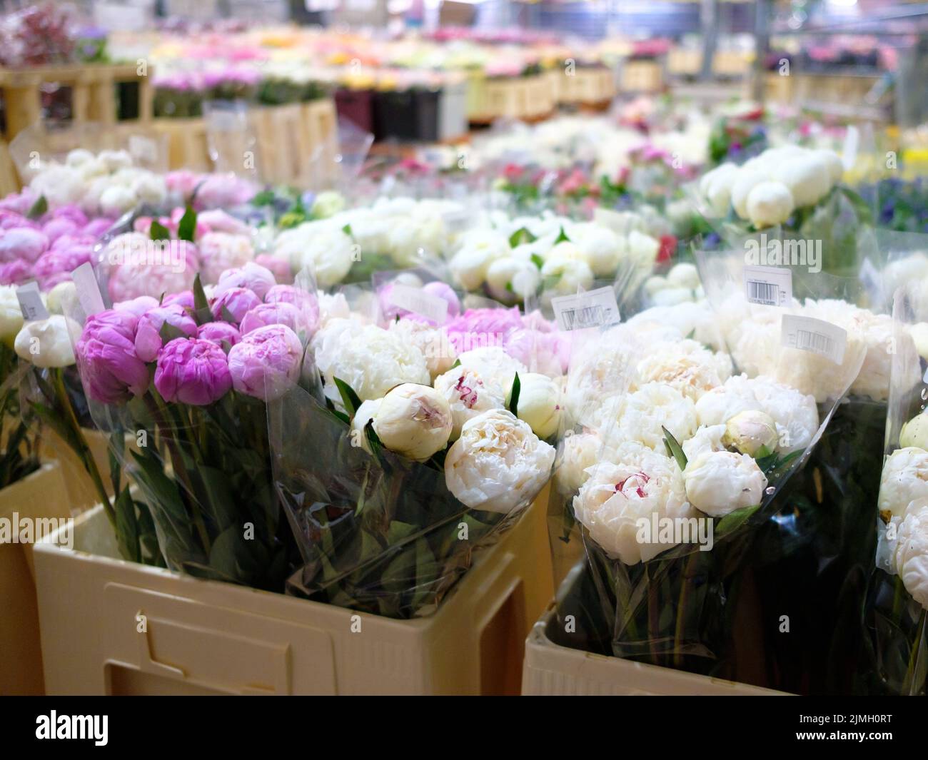 Selektiver Fokus auf Ranunkulusknospen in einem Großhandels-Blumengeschäft. Stockfoto