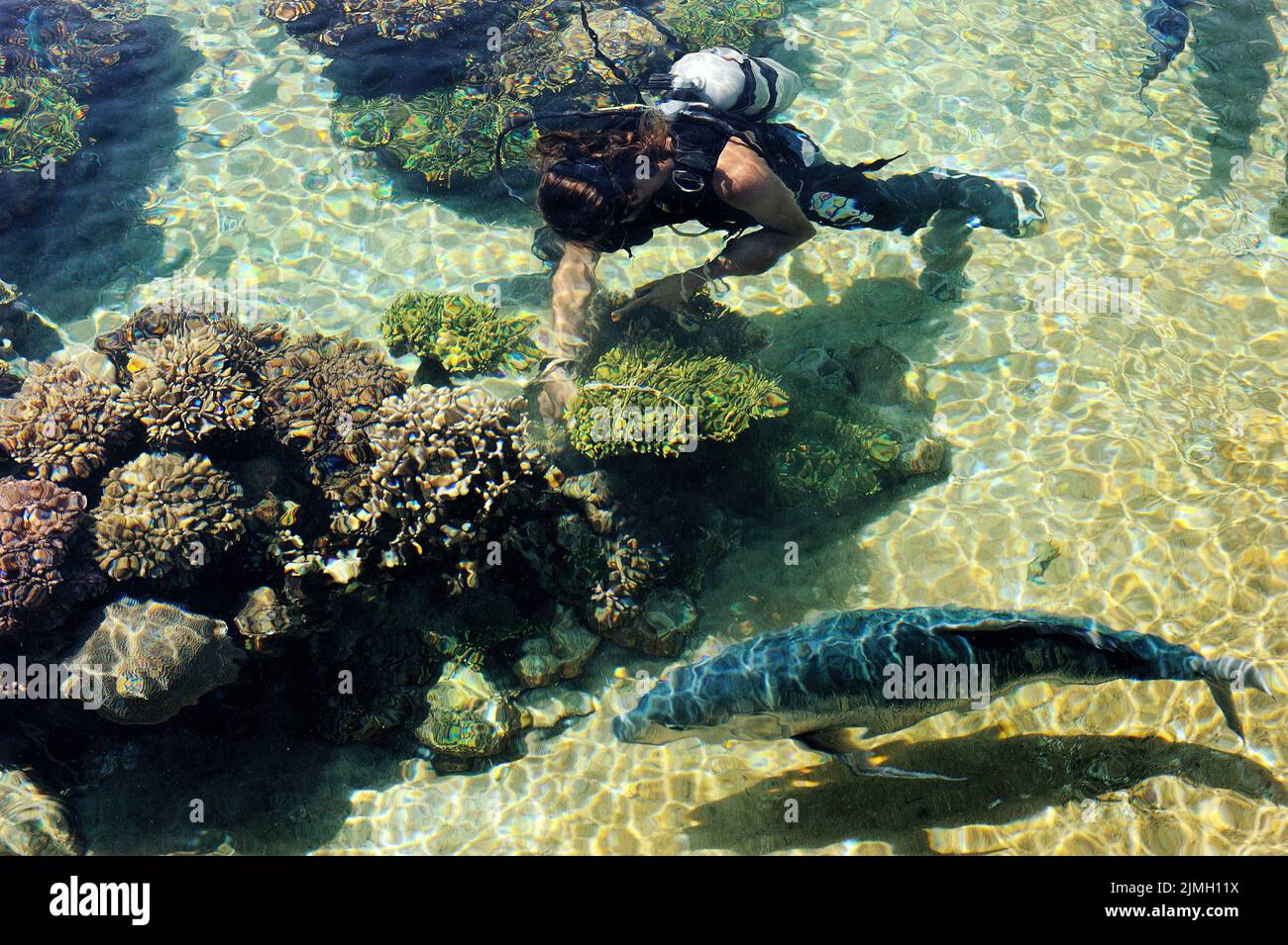 Fische und Korallen im Roten Meer Stockfoto