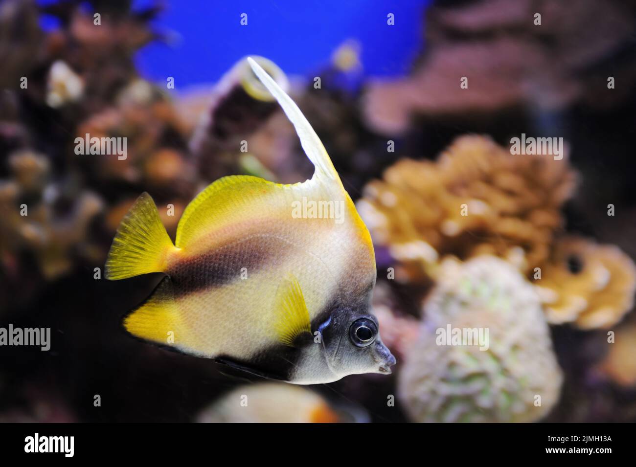 Fische und Korallen im Roten Meer Stockfoto