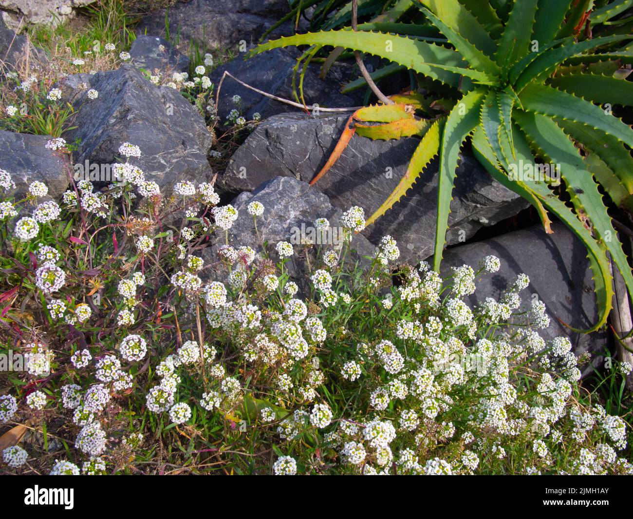 Küstenpflanzen Stockfoto