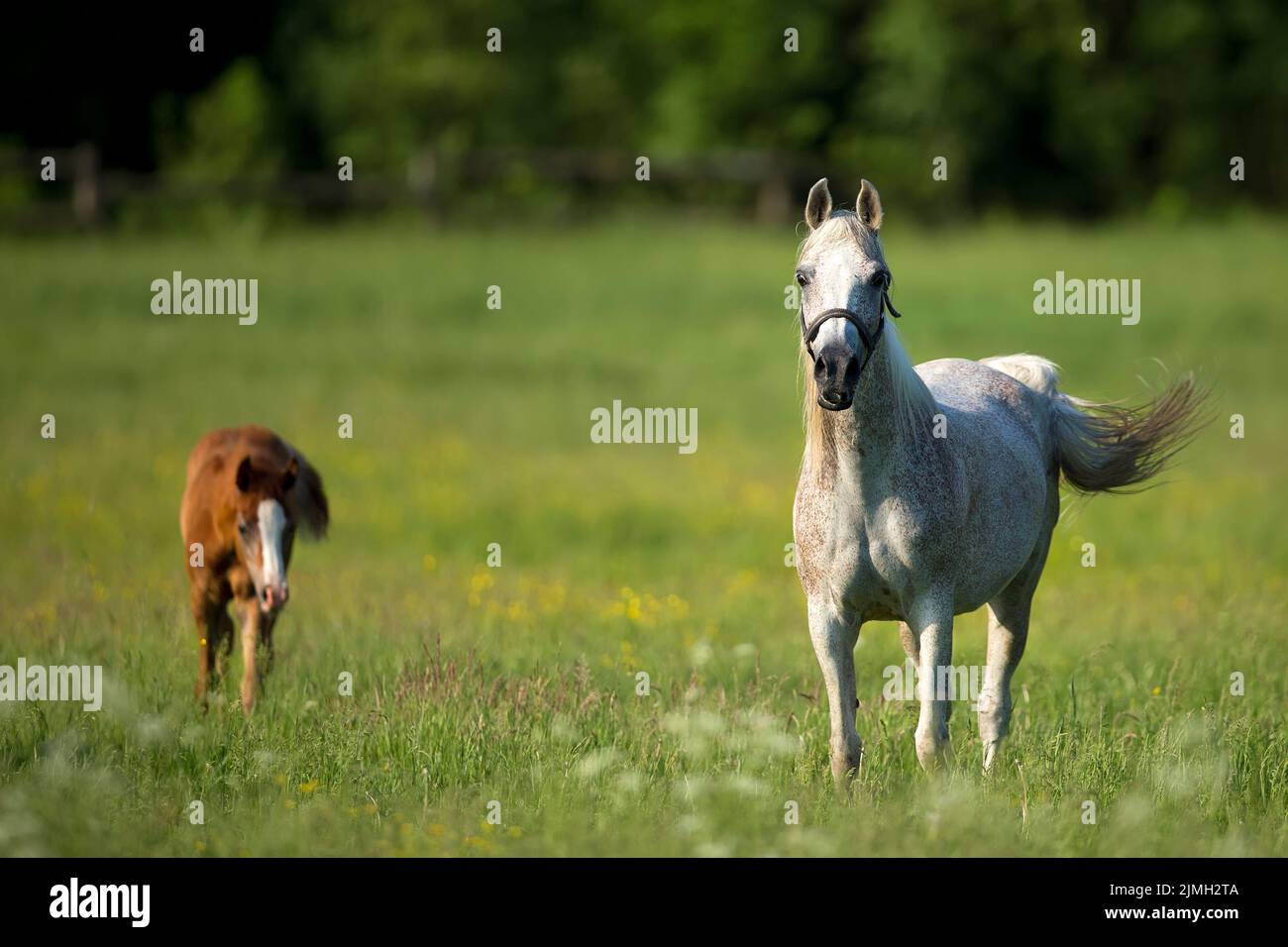 Pferd auf einer Lichtung Stockfoto