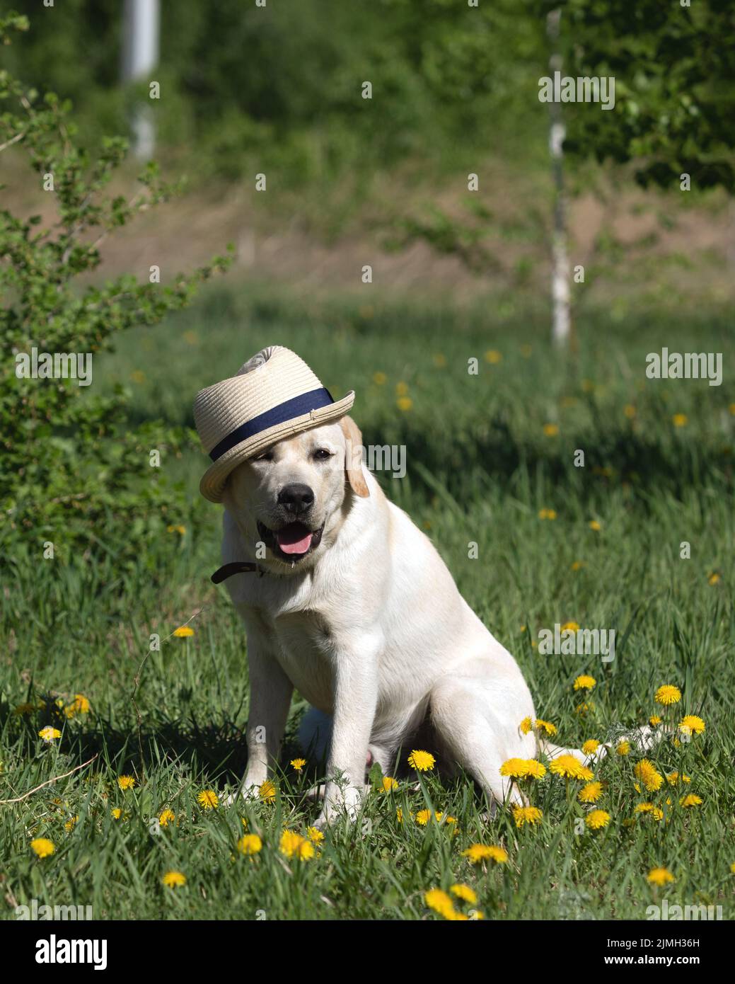 Niedlicher labrador Hund in Strohhut sitzt auf natürlichem Hintergrund. Stockfoto