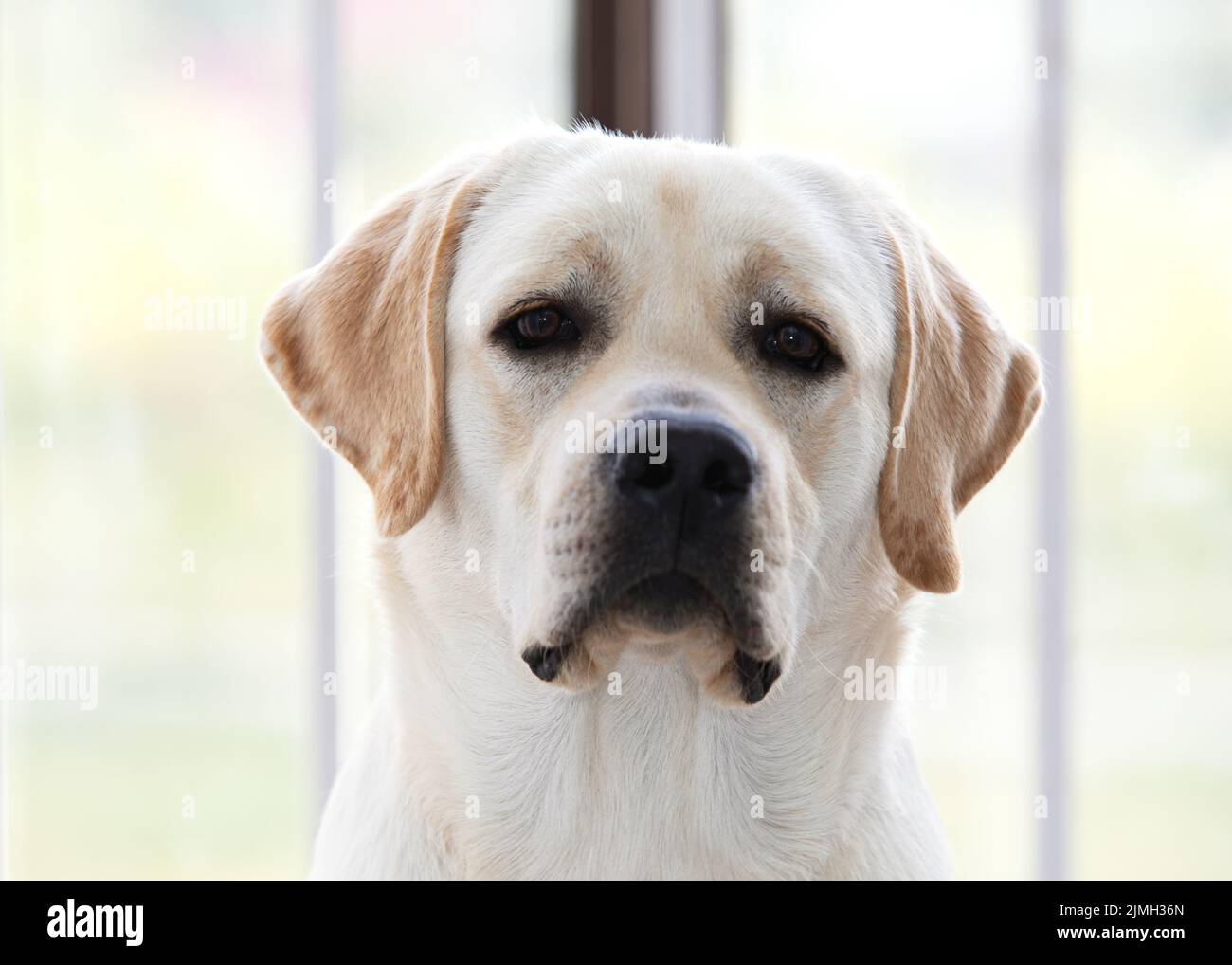 Porträt eines jungen reinrassigen weißen Labrador Retriever Stockfoto