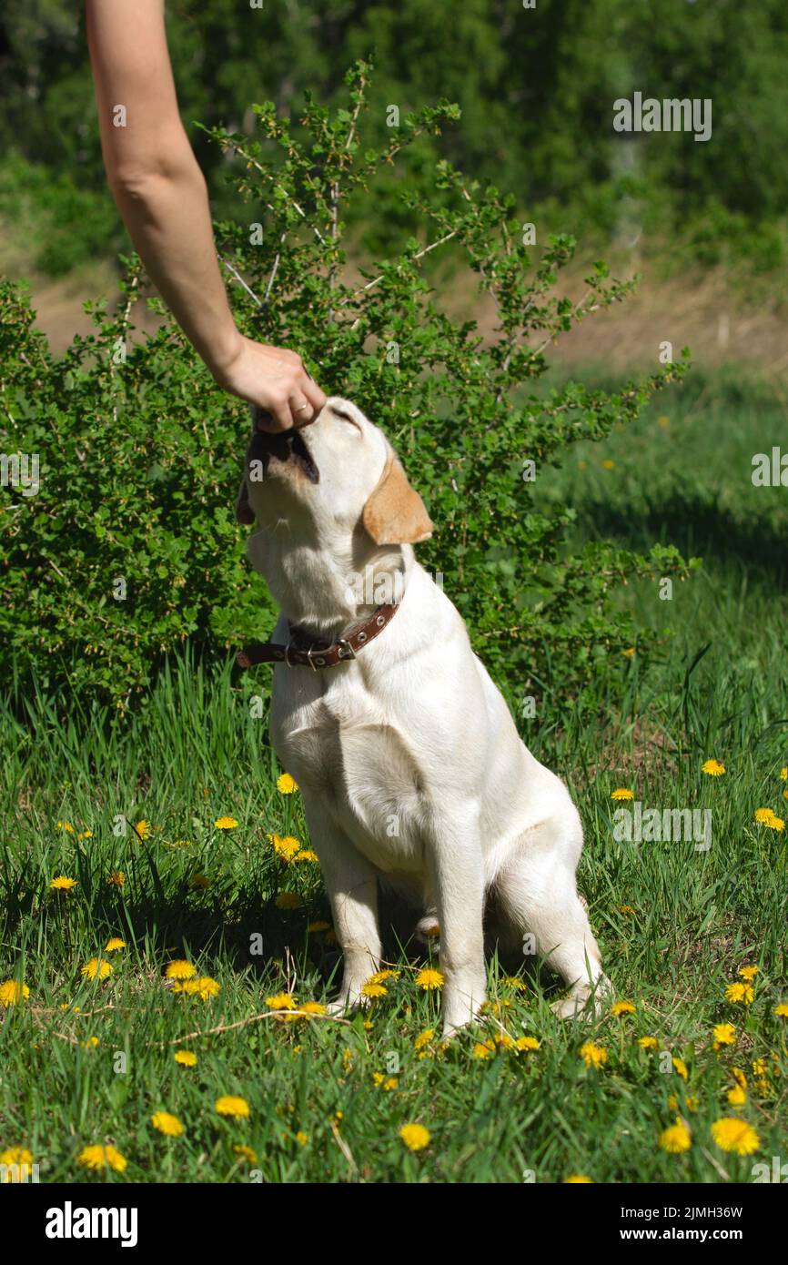 Der Mann streckte seine Hand aus und gönnerte labrador, der auf dem Rasen im Park sitzt. Stockfoto