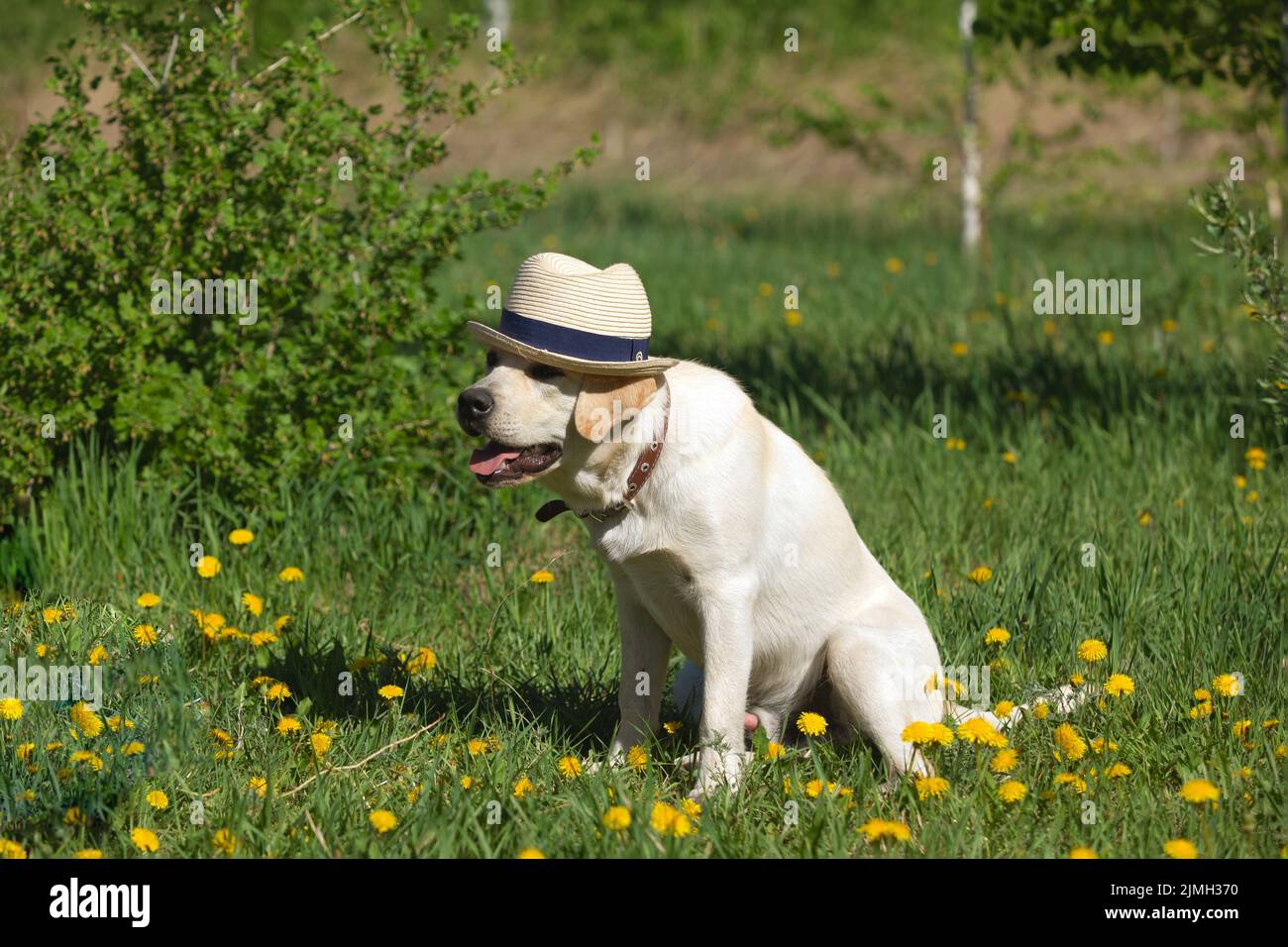 Mode niedlichen Porträt von jungen labrador Retriever Hund Welpen in Hut im grünen Park. Stockfoto