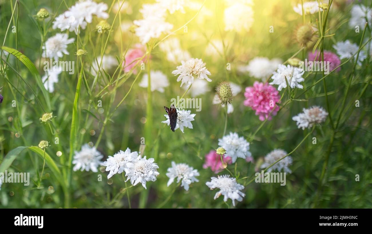 Wilde Blumen auf einer Wiese in der Natur in den Sonnenstrahlen im Sommer. Stockfoto