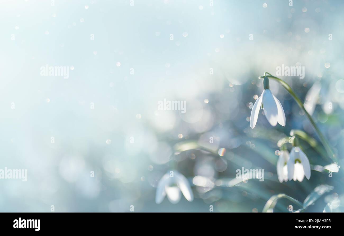 Frühling Schneeglöckchen Blumen mit Wassertropfen im Frühlingswald auf blauem Hintergrund von Sonne und verschwommenen Bokeh-Lichtern. Stockfoto