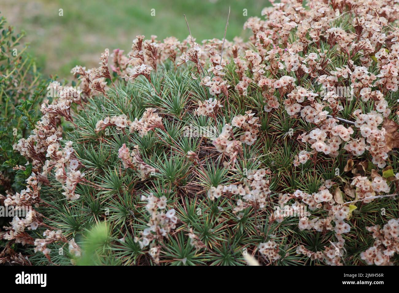 Acantholimon albanicum Pflanze. Familie der Plumbaginaceae Stockfoto