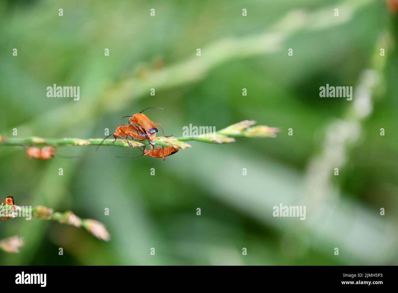 Rhagonycha fulva, roter Soldatenkäfer, der Blutsauger-Käfer, der Käfer, der sich auf die Unkraut-Knochen setzt, Kilkenny, Irland Stockfoto