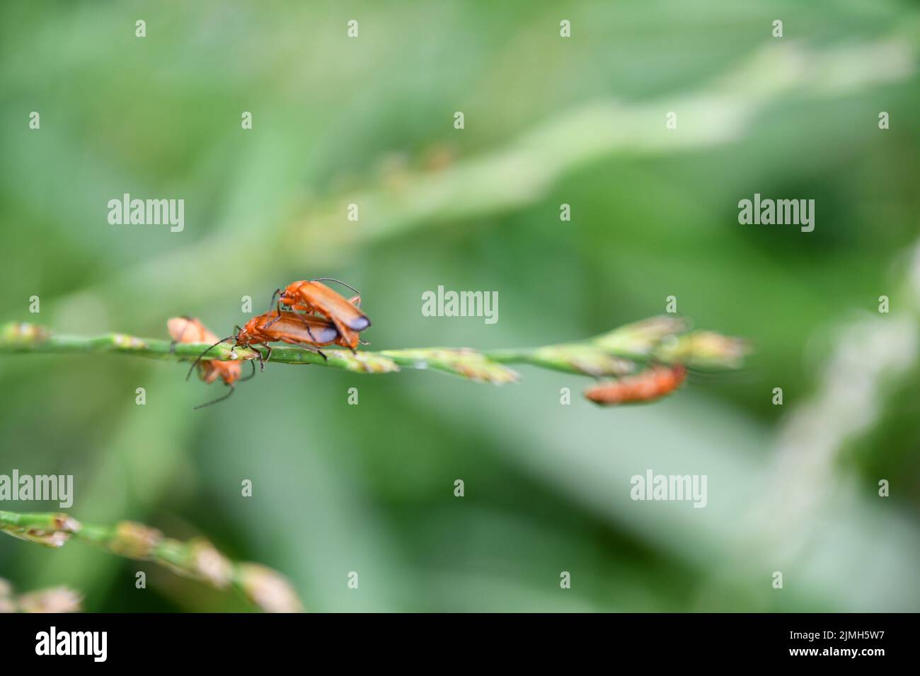 Rhagonycha fulva, roter Soldatenkäfer, der Blutsauger-Käfer, der Käfer, der sich auf die Unkraut-Knochen setzt, Kilkenny, Irland Stockfoto