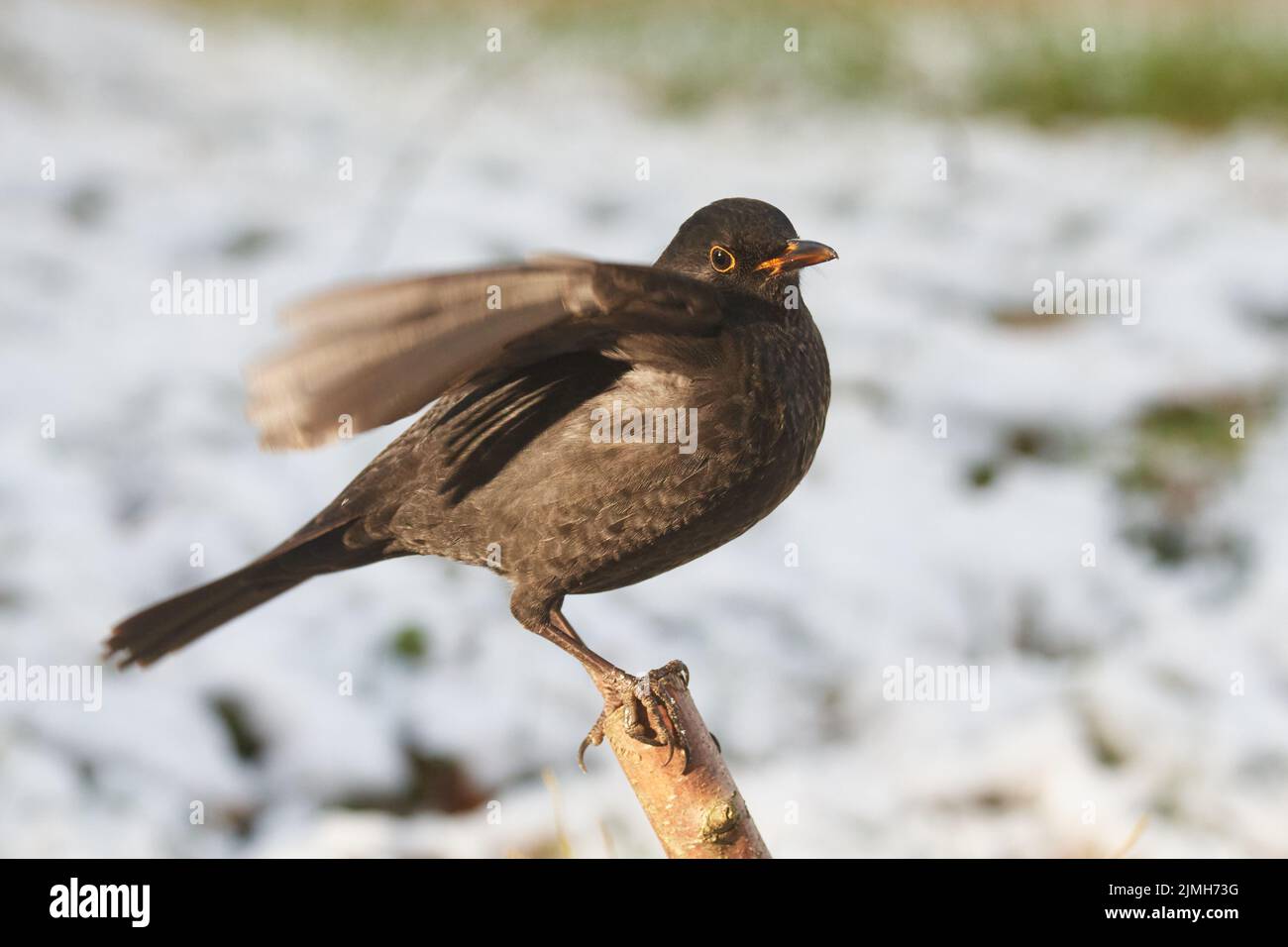 Gemeinsame Amsel im Winter Stockfoto